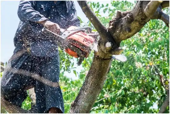 tree services Warrenville